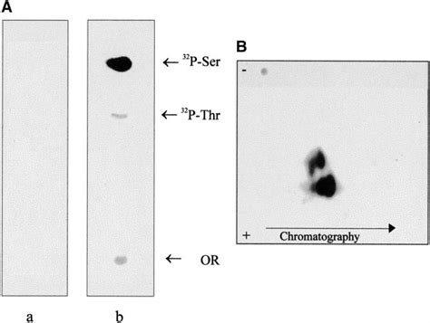 Phospho Amino Acid Analysis Of SSAT 32 P Labeled By CK1 A And