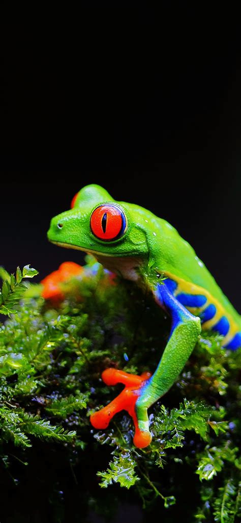 Wallpaper Green frog, red eyes, plants 5120x2880 UHD 5K Picture, Image