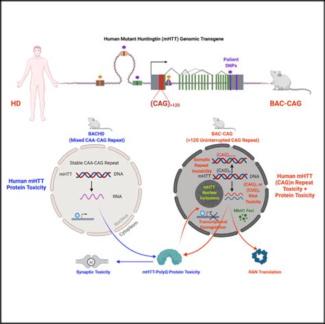 Uninterrupted Cag Repeat Drives Striatum Selective Transcriptionopathy