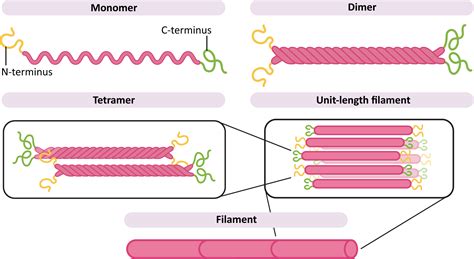 Intermediate Filaments