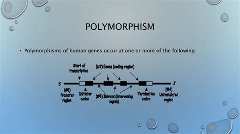 Genetic polymorphism