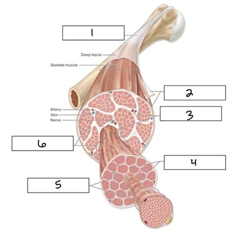 Exam 2 Chapter 10 Muscle Tissue Flashcards Quizlet