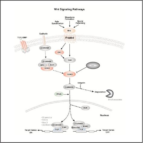 The Schematic Diagram Of Wntβ β β β Catenin Signaling Pathway In The