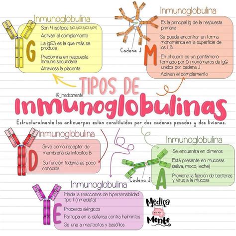 Tipos De Inmunoglobulinas Anatom A M Dica Material De Enfermeria