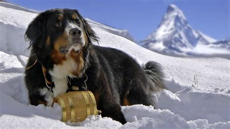 National Bernese Mountain Dog Rescue Network