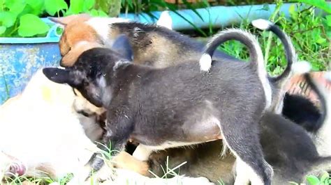 Wow Wow Very Good Mom Jiji Give Many Milk To Cuties Puppies Mom Love