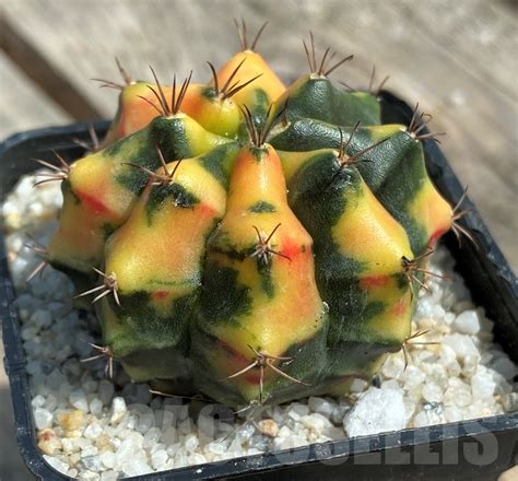 SHPR11253 Gymnocalycium mihanovichii f variegata Кактус онлайн