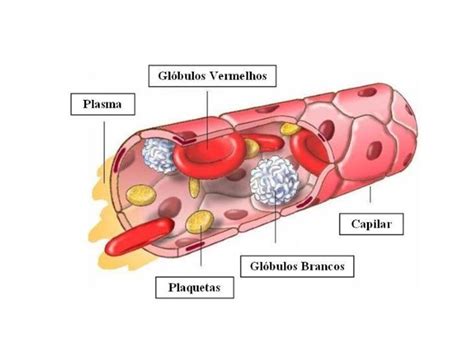 é Responsável Pelo Transporte De Substâncias Na Corrente Sanguínea