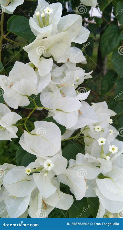 Beautiful White Bougainvillea From Southeast Asian Stock Photo Image