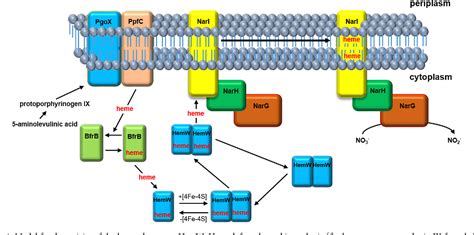 Radical Sam Enzymes Involved In Tetrapyrrole Biosynthesis And Insertion