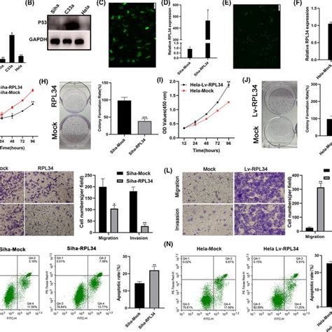 RPL34 Suppresses The Proliferation Migration And Invasion Of Cervical