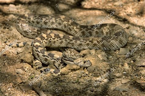 Arizona Gopher Snake Pituophis Catenifer Affinis Editorial Stock Photo ...