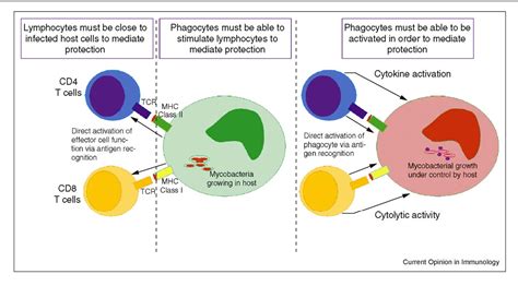 Figure 1 From T Cells In Mycobacterial Infection And Disease