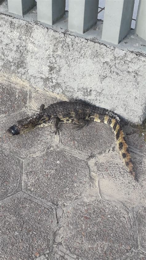 Filhote De Jacar Resgatado Em Praia De Santa Catarina