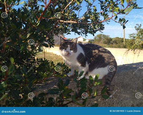 Single Cat In The Garden Stock Image Image Of Satisfied 261281925