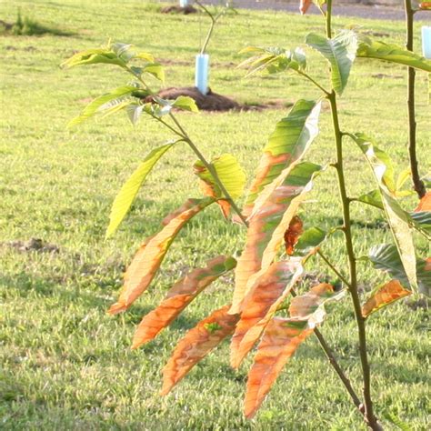 Washington Chestnut Company - Reading Chestnut Tree Leaves