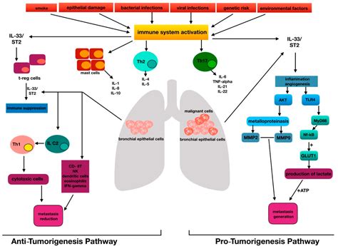 Biomolecules Free Full Text Interleukin 33 Involvement In Nonsmall