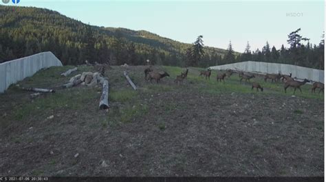 Increased Activity Seen On I 90 Wildlife Overpass In 2020