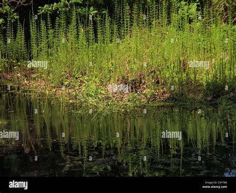 a wetlands conservation area and nature reserve Stock Photo - Alamy