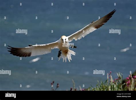 Northern gannets soaring above Bempton cliffs in Yorkshire Stock Photo ...