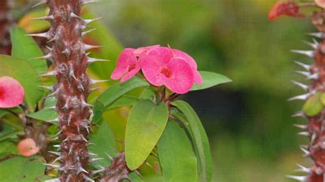 Euphorbia Milii Care and Propagation (A Complete Guide)