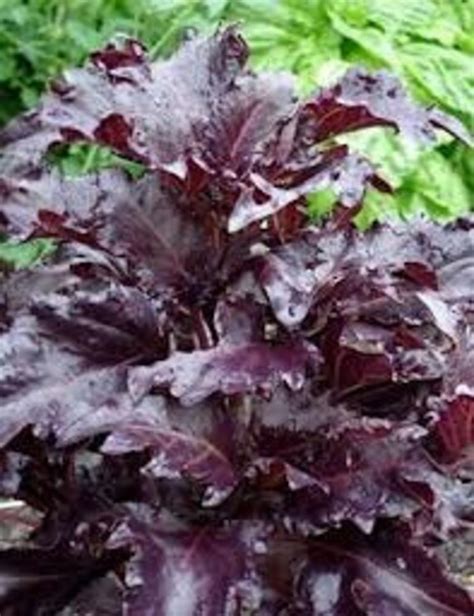 BASIL SEEDS Purple Ruffles Basil Heirloom herb