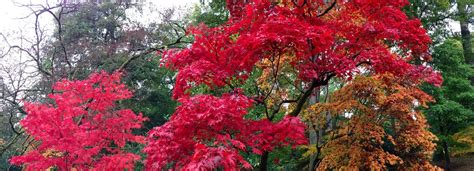 Westonbirt Aboretum Barrie Stephenson Flickr