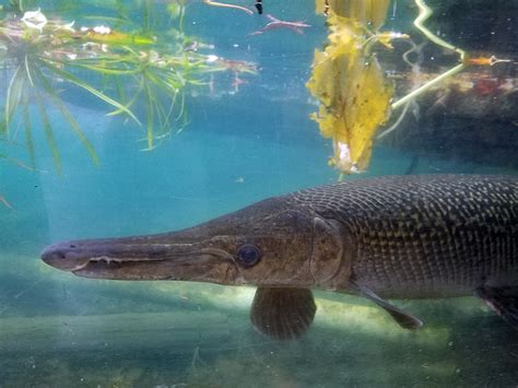 Alligator Gar Alexandria Zoo