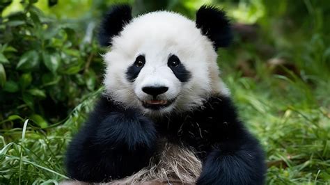 Giant Panda Cub Wallpaper Premium Ai Generated Image