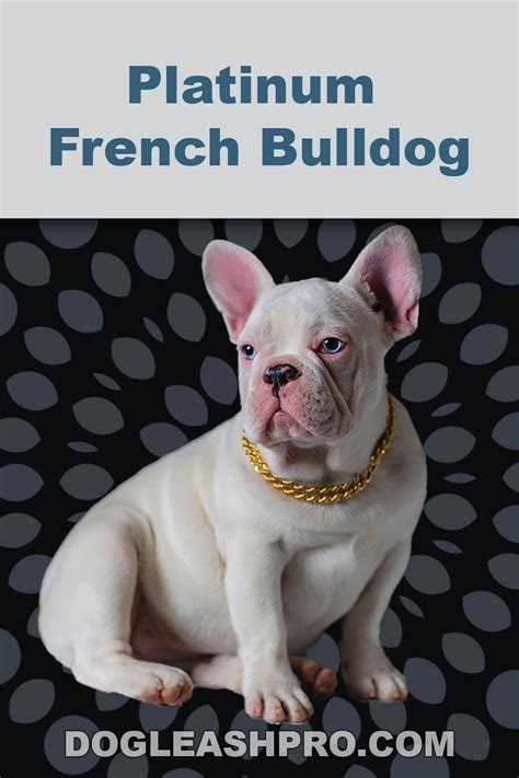 Cream frenchie complete guide – Artofit