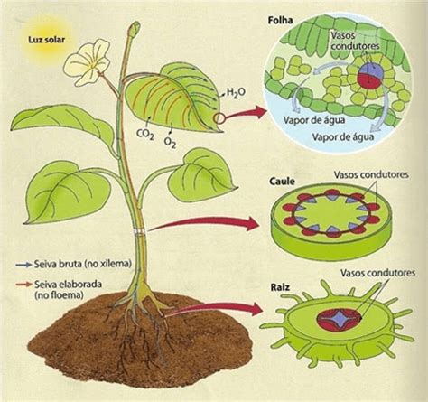 Fisiologia Vegetal