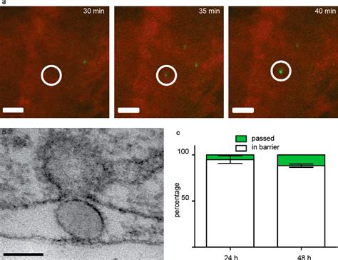 Figure From Imaging Approach To Mechanistic Study Of Nanoparticle