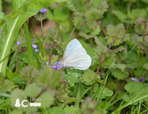 The West Virginia White Butterfly – LLOYD'S LENS PHOTOGRAPHY LLC