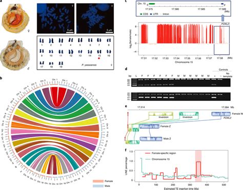 Discovery Of Oldest Known 350 Myr Sex Chromosome Homomorphy In Download Scientific Diagram