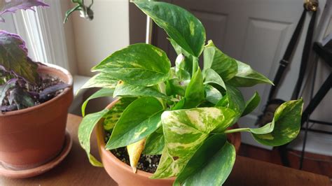 Marble Queen Pothos With Brown Spots Holes And Yellowing Leaves On The