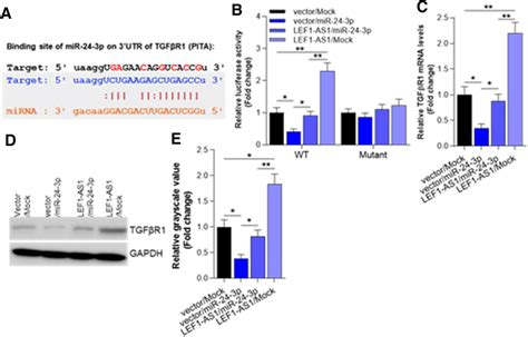 LEF1 AS1 Regulated TGFBR1 Expression Through Sponging MiR 24 3p A