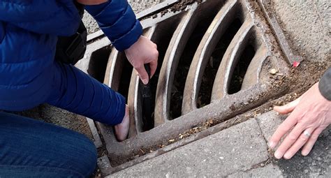 Ladle To The Rescue As Trapped Ducklings Saved After Falling Down Grate