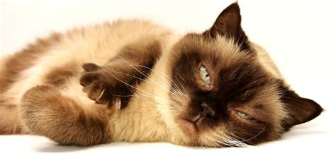 The Five Most Dangerous Cat Diseases To Look Out For Petcarerx