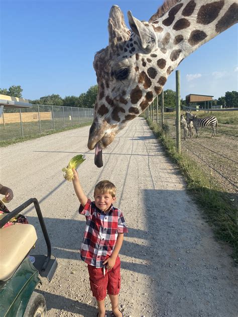 India Summer's Wildlife Encounter: A Hide-and-Seek Safari - Beartooth Manufacturing Portal - Featured Image
