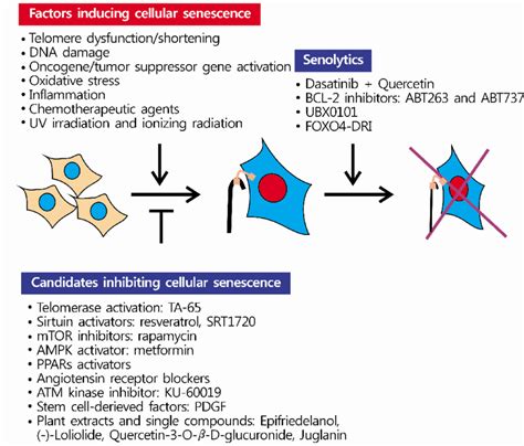 Factors Inducing Cellular Senescence Candidate Molecules Inhibiting