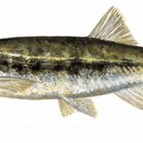 big  uk minnows grow diy seattle