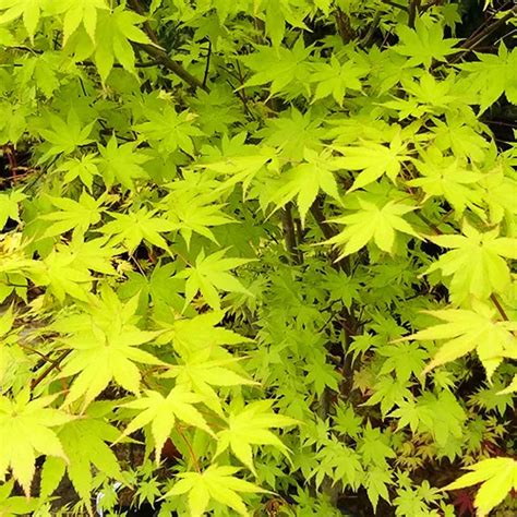 Summer Gold Japanese Maple For Sale Online The Tree Center