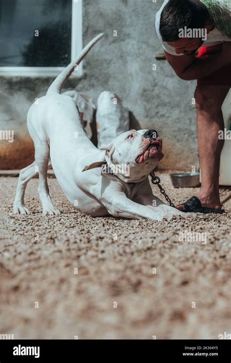 Dog Dogo Argentino Argentinian Mastiff A Beautiful White Dog Sits At