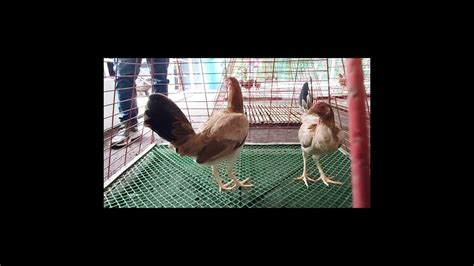 Perfection Roundhead Pullets Mt Banahaw Gamefarm Youtube