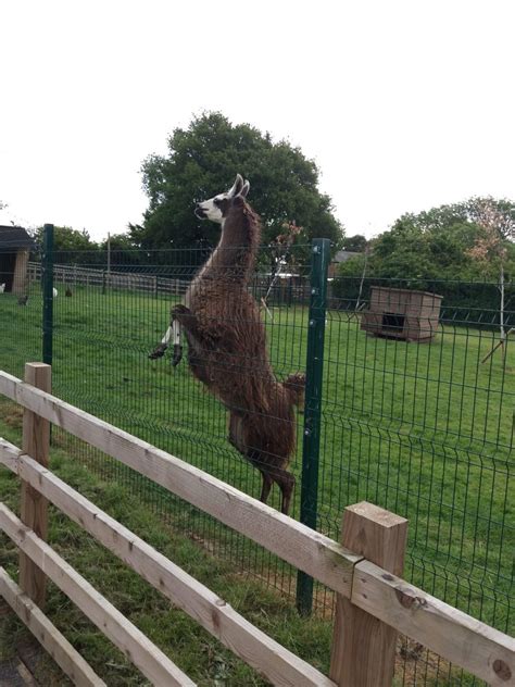 Llamas Meet The Animals Newham Grange