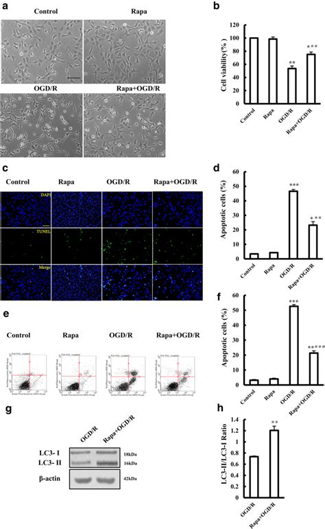 Effect Of The Autophagy Agonist Rapamycin On Ogd R Induced Injury To