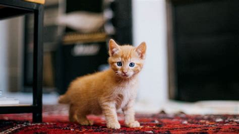 5 Cara Mengetahui Sifat Kucing Dari Bentuk Telapak Kakinya