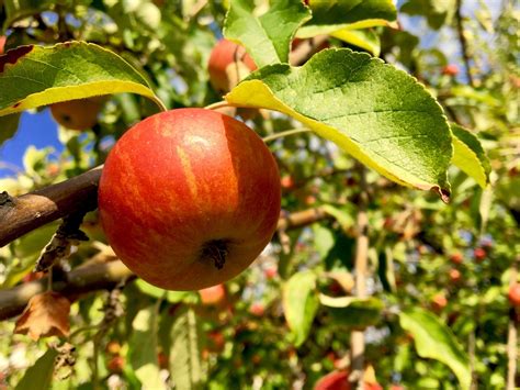 Apfel Apfelbaum Obst Kostenloses Foto Auf Pixabay Pixabay