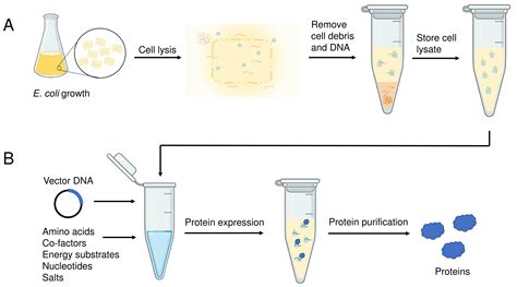 Cell Free Synthesis Of Correctly Folded Proteins With Multiple