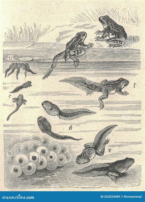 Frog Metamorphosis Frog Life Cycle Tadpoles And A Frog Hand Drawn